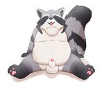  3_toes al-cat animal_genitalia anthro balls black_fur blush chest_tuft eyes_closed fur grey_fur male mammal navel overweight pawpads raccoon sheath simple_background sitting solo toes tongue tongue_out tuft white_fur 