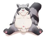  3_toes al-cat animal_genitalia anthro balls black_fur blush chest_tuft fur grey_fur male mammal navel overweight pawpads raccoon sheath simple_background sitting solo toes tongue tongue_out tuft white_fur 