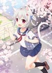  :3 :d animal_ears bag black_legwear brown_footwear cat_ears cat_tail cherry_blossoms fang hair_ornament hairclip kneehighs looking_at_viewer open_mouth original outdoors petals pleated_skirt red_eyes running sakuraba_hikaru_(loveindog) school_uniform serafuku shoes short_hair silver_hair skirt smile solo sugimura_runa tail 