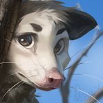  2017 ambiguous_gender blue_eyes cute mammal marsupial opossum outside rotarr solo 