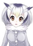  brown_eyes cosmicsnic fur_collar gradient_hair head_wings highres kemono_friends looking_at_viewer multicolored_hair northern_white-faced_owl_(kemono_friends) open_mouth short_hair silver_hair simple_background solo white_background 