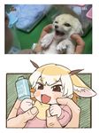  :3 :d animal animal_ears baby bib blonde_hair blush brown_eyes brown_hair character_print eyebrows_visible_through_hair fennec_(kemono_friends) fennec_fox fox_ears grabbing holding holding_animal kemono_friends multicolored_hair open_mouth photo rattle reference_photo_inset roonhee sketch smile solo_focus v-shaped_eyebrows white_hair younger 