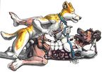  african_wild_dog anal butt canine cum dog husky leash male male/male mammal open_mouth penis sex tabaxitaxi 