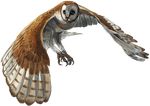  2013 alpha_channel avian beak bird blue_eyes brown_feathers claws feathers feral owl simple_background solo tatchit transparent_background white_feathers 