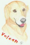  canine dog golden_retriver happy headshot invalid_tag male mammal tongue volcan yenza 