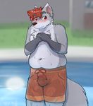  5_fingers anthro blush brown_eyes brown_hair bulge canine clothing erection fur grey_fur hair male mammal moobs navel nipples overweight penis_outline rory_(spyzslair) shorts solo spyzslair wet 