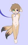  5_finger anthro balls brown_fur brown_hair canine collar cub erection fennec fox fur hair heterochromia leash mammal multi_tail navel nipples open_mouth penis simple_background uncut winterfox young 