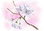  branch cherry_blossoms close-up commentary flower highres hirota_(masasiv3) nature no_humans pink_background stamen still_life 