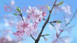  blurry blurry_background branch cherry_blossoms close-up commentary day flower highres hirota_(masasiv3) leaf no_humans outdoors scenery sky still_life tree 