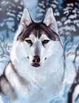  2017 canine day detailed_background dog feral fur husky looking_at_viewer mammal outside solo tatchit white_fur 