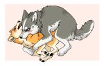 all_fours ayaka bite blush bodily_fluids canid canine canis countershading cross-popping_vein domestic_dog duo fangs female_(lore) feral fur grey_body grey_fur hi_res husky kyappy male_(lore) mammal neck_bite nordic_sled_dog orange_body orange_fur pawpads paws pink_background quadruped shiba_inu shibeta siberian_husky simple_background size_difference spitz sweat tail teeth white_body white_fur worried worried_look