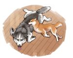 5:4 all_fours ayaka canid canine canis countershading domestic_dog duo fangs female_(lore) feral floor fur grey_body grey_fur husky kyappy lying lying_on_another male_(lore) mammal nordic_sled_dog on_front on_side orange_body orange_fur pawpads paws quadruped shiba_inu shibeta siberian_husky simple_background size_difference sleeping spitz tail teeth tongue tongue_out white_body white_fur wood wood_floor