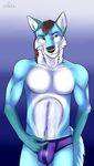  2017 5_fingers absurd_res anthro black_nose blue_background blue_fur brown_hair bulge canine cinta clothing fox fur green_eyes grin hair hand_behind_back hi_res looking_up male mammal multicolored_fur simple_background smile solo standing two_tone_fur underwear white_fur 