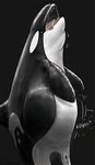  2016 belly big_belly black_background cetacean cobalt digestion female female_pred human human_prey mammal marine orca orcasanddragons pussy simple_background tongue vore whale willing_vore 