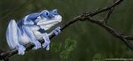  ambiguous_gender amphibian blue_eyes branch feral frog leaf solo tree ursula_vernon wood 