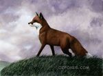  ambiguous_gender canine feral fox fur grass mammal mcarspec orange_fur outside solo 