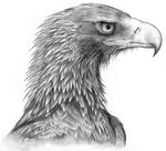  2005 avian beak bird black-charizard feathers feral monochrome pencil_(artwork) simple_background solo traditional_media_(artwork) wedge-tailed_eagle 