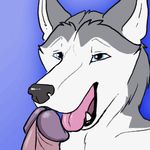  2017 ambiguous_gender animated anthro blue_background blue_eyes canine chucklefunk circumcised dog duo gradient_background human human_on_anthro humanoid_penis husky interspecies licking loop low_res male male/ambiguous mammal nude oral penis penis_lick sex simple_background solo_focus tongue tongue_out 