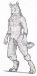  animal_genitalia anthro canine fur green_eyes grey_fur male mammal nude sheath simple_background skyfifer traditional_media_(artwork) wolf 
