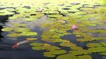  day flower koi lake lily_pad lotus mocha_(cotton) no_humans original outdoors reflection scenery signature water_surface 