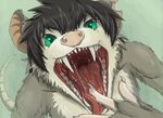  black_hair close-up finger_in_mouth gaping_mouth green_eyes hair hi_res kai looking_at_viewer looking_up male mammal marsupial mouth_shot open_mouth opossum saliva sharp_teeth simple_background solo teeth themirth throat tongue tongue_out 