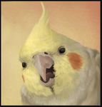  ambiguous_gender avian beak bird close-up cockatiel cockatoo feathers feral headshot_portrait open_mouth orange_feathers parrot portrait realistic simple_background solo themirth tongue whiskers yellow_feathers 