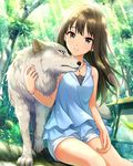  animal artist_request bangs bracelet breasts brown_hair cleavage collarbone earrings forest green_eyes idolmaster idolmaster_cinderella_girls jewelry long_hair medium_breasts nature necklace official_art shibuya_rin shorts sitting sleeveless smile solo tree wolf 