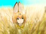  :o animal_ears bangs bare_shoulders blue_sky bow bowtie day elbow_gloves gloves grass hair_between_eyes kemono_friends looking_at_viewer orange_gloves orange_hair outdoors parted_lips ryono_mizuki serval_(kemono_friends) serval_ears serval_print short_hair sky solo yellow_eyes yellow_neckwear 