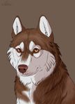  2017 ambiguous_gender brown_background brown_eyes brown_fur brown_nose canine cinta dog feral fur husky looking_aside mammal multicolored_fur reflection siberian_husky simple_background sitting solo two_tone_fur white_fur 