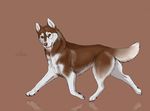  2017 ambiguous_gender brown_background brown_eyes brown_fur brown_nose canine cinta dog feral fur husky looking_aside male mammal multicolored_fur reflection siberian_husky side_view simple_background solo standing tongue tongue_out two_tone_fur walking white_fur 