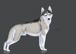  2017 4_toes animal_genitalia black_fur black_nose blue_eyes canine cinta dog feral flaccid fur grey_background grey_fur husky looking_aside looking_at_viewer male mammal multicolored_fur pawpads paws penis sheath siberian_husky simple_background solo standing toes white_fur 