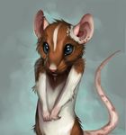  2017 akineza ambiguous_gender anthro brown_fur digital_media_(artwork) ear_piercing feral fur mammal piercing pink_nose rat rodent simple_background solo whiskers white_fur 