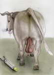  anus arthropod balls bovine butt darkmare electrostimulation feces feral fly genital_piercing insect looking_at_viewer male mammal penis piercing saggy_balls scrotum_piercing smelly 