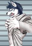  5_fingers abs anger_vein angry anthro big_hands biped black_nose blue_eyes canine claws clothing countershade_face countershade_torso countershading digital_drawing_(artwork) digital_media_(artwork) dog dress_shirt fur grey_background grey_fur grey_hair grey_theme hair half-length_portrait humanoid_hands husky inner_ear_fluff japanese kemono male mammal mane_hair multicolored_fur nogi pattern_background pink_tongue portrait sharp_teeth shirt short_hair siberian_husky side_view simple_background snarling solo striped_background teeth tongue two_tone_fur undressing white_claws white_clothing white_countershading white_fur white_topwear yelling 