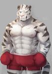  2017 abs anthro band-aid bandage biceps blue_eyes blush bulge clothed clothing feline fur gloves grey_fur hi_res kemono male mammal muscular muscular_male nipples obliques pecs pink_nipples pink_nose shorts simple_background solo standing stripes taki_kaze tiger topless triceps white_fur white_tiger 