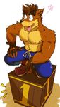 2017 abs anthro bandicoot biceps brown_fur brown_hair brown_nose chest_tuft clothed clothing crash_bandicoot crash_bandicoot_(series) crouching fangs footwear fur gloves gnj97 green_eyes hair male mammal marsupial muscular muscular_male open_mouth pants pecs shoes solo teeth tongue tongue_out topless tuft video_games 