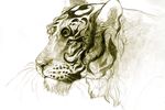  ambiguous_gender feline feral jademere mammal simple_background sketch solo tiger traditional_media_(artwork) whiskers white_background 