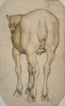  1438 15th_century anatomy ancient_furry_art balls butt equine feral full-length_portrait fur hi_res horse horseshoe male mammal pen_(artwork) perspective pisanello portrait proper_art public_domain rear_view renaissance simple_background solo tail_knot traditional_media_(artwork) 