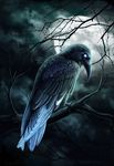  alaiaorax ambiguous_gender avian beak bird corvid crow detailed_background digital_media_(artwork) feathered_wings feathers feral long_mouth moon night outside solo wings 