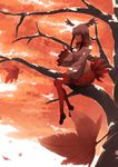  autumn_leaves bangs black_hair blunt_bangs commentary_request dappled_sunlight from_side fur_trim hand_up head_wings highres japanese_crested_ibis_(kemono_friends) kemono_friends leaf long_hair long_sleeves maple_leaf miniskirt multicolored_hair outdoors pantyhose pleated_skirt red_hair red_legwear red_skirt shade sitting skirt smile solo sunlight tail_feathers tokoname tree white_hair wide_sleeves yellow_eyes 