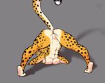  2017 amber_eyes anthro ass_up blonde_hair breasts butt cheetah feline female grey_background hair looking_back mammal mihari plump_labia presenting presenting_hindquarters presenting_pussy pussy scorpdk simple_background solo spots 
