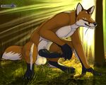  2017 animal_genitalia anthro balls canine chakat-silverpaws claws crouching digital_media_(artwork) erection foreskin forest fox fur grass knot looking_at_viewer male mammal nude outside penis smile solo tree uncut 