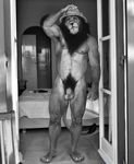  animal_genitalia balls bedroom belly black_mane body_hair edit eyewear father feet feline glasses happy_trail hat lion male mammal mane muscular nipples parent paws penis photo photo_manipulation sheath tarolyon 