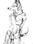  animal_genitalia balls canine cbrn_hyena fur mammal nude pencil_(artwork) sheath simple_background traditional_media_(artwork) white_background 