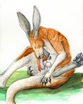  anatomically_correct animal_genitalia anthro autofellatio balls brown_fur cloaca fur kangaroo male male_pouch mammal marsupial maskedhusky masturbation nathan_granier oral pawpads penis pouch_(anatomy) tan_fur traditional_media_(artwork) 