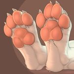  2017 3dinoz 4_toes anthro brown_background canine digitigrade dog faceless_ambiguous foot_focus foot_shot fur mammal pawpads paws simple_background solo toes white_fur 