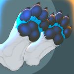  2017 3dinoz 4_toes anthro arctic_fox blue_fur canine digitigrade faceless_ambiguous foot_focus foot_shot fox fur mammal multicolored_fur pawpads paws simple_background solo toes two_tone_fur white_fur 