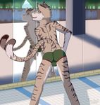  2017 anthro cat feline frostedchase fur green_eyes looking_back male mammal nekojishi nude shu-chi solo tagme tongue tongue_out 