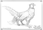  ambiguous_gender avian beak bird canine digital_media_(artwork) feral greyscale mammal monochrome pechschwinge pheasant sketch solo 