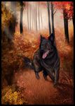  2011 ambient_bird ambiguous_gender autumn black_fur brown_eyes brown_fur canine cerona detailed_background dog falling_leaves feral flower forest front_view fur leaves mammal open_mouth outside panting plant running solo speices:dutch_shepherd sunbeam tongue tongue_out tree 